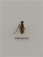 藏品(卓得魯薄翅天牛)的圖片